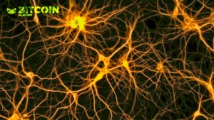 A Neural Network Is Developing Between Bitcoin Lightning Network Nodes