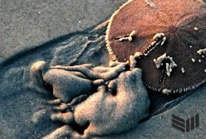 Castles Made of Sand Dollars: SBF, FTX, and other Three Letter Agents